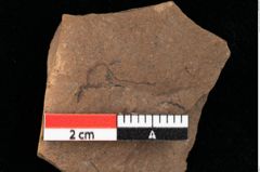 Foto (Detailansicht) von Jungermannia goepperti Ettingshausen (NHMW-GEO-2024-0188-0106)